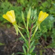 Image result for Chamaecrista biensis