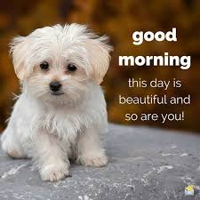 This Is A Beautiful Day So Are You Cute Positive Dog Puppy Great Good Morning Good Morning B Cute Good Morning Good Morning Love Good Morning Beautiful Meme