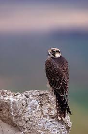 Birds Of Prey Cape Cod Falcons Israel בזים בישראל Eyal Bartov Tiere Natur Blau Grun