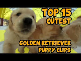 You also have to consider how your puppy will fit into your family. Top 15 Of The Cutest Golden Retriever Puppy Videos Of All Time Youtube
