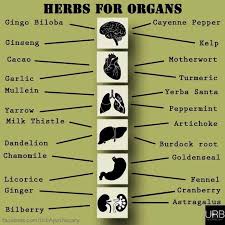 Herbs For Organs Health Herbalism Herbs Herbal Medicine