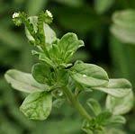 Image result for Euploca ovalifolia