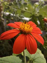 Image result for Tithonia rotundifolia