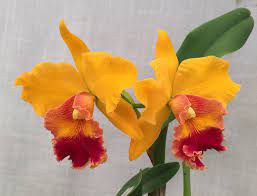 Rhyncholaeliocattleya Chunyeah Moon Beauty X Judith Lynn Hausermann Z 21910 Rhyncholaeliocattleya Cattleya Fragrant Yellow Orchid Orchidsbyhausermann Beautiful Orchids Beautiful Flowers Cattleya Orchid