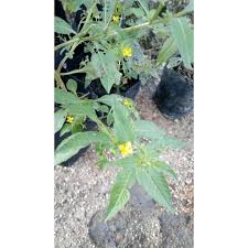 Maybe you would like to learn more about one of these? Anak Pokok Inai Air Inai Pasir Shopee Malaysia