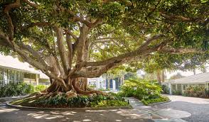 3d viewer is not available. The Moreton Bay Fig Tree In Fairmont Santa Monica History