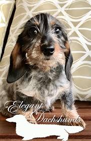Black And Tan Wire Haired Dachshund Puppy Black And Tan Piebald Wirehair Elegant Dachshunds Wire Haired Dachshund Funny Dachshund Dachshund Puppies