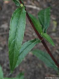 Image result for Eclipta prostrata