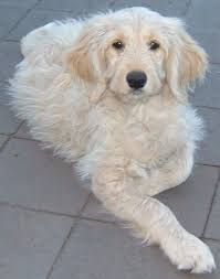 Labradoodle Pictures Pictures Of Labradoodles Labradoodle Pictures Labradoodle Dogs Labradoodle