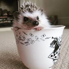 Centred Young Adults - This is a hedgehog in a tea cup. | Facebook