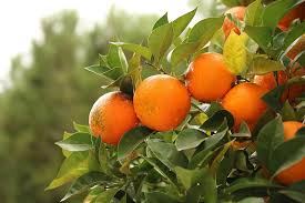 Imperial being early fruiting and emperor more of a mid season tree. Orange Orange Tree Tangerine Mandarin Tangerine Tree Citrus Fruit Tree Juice Juicy Tropical Pikist