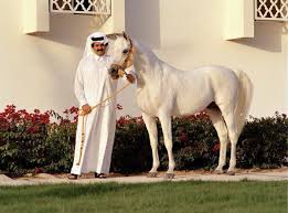 Image Result For الشيخ حمد بن خليفة مع الخيل Horses Arabian Horse Arabians