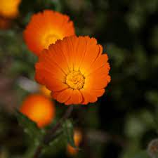Do you know that there are lots of beautiful flowers starting with the p letters that can add colorful appearance & vibrancy to your. Flowers That Begin With C A To Z Flowers