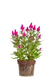 Image result for Celosia nervosa