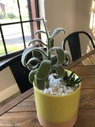 I Can T Seem To Make This Plant Happy I M Not Entirely Sure What It Is Either Panda Plant Any Help Suggestions Are Welcome Succulents