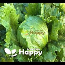 We did not find results for: Iceberg Lettuce Great Lakes Seeds Lactuca Sativa Happy Green Shop
