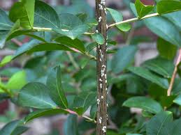Identifying azalea bark scale early gives an advantage in treatment. Master Gardener Treating The Rapidly Spreading Crapemyrtle Bark Scale Home Garden Tulsaworld Com