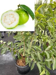 Image result for Psidium guajava