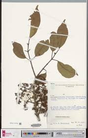 Image result for Hermannia micropetala