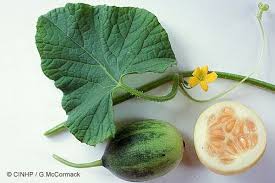 Image result for Cucumis melo