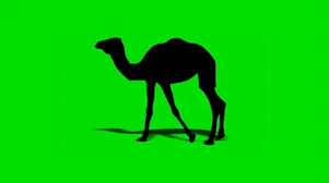 Camel cigarettes were blended in a way that made them easier to smoke, in comparison to other much. Camel Cigarettes Stock Video Footage Royalty Free Camel Cigarettes Videos Pond5