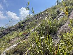 Image result for Xerophyta zambiana