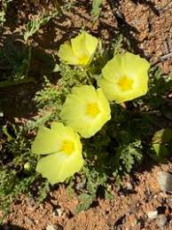 Image result for Grielum