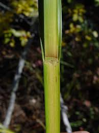 Image result for Cyperaceae