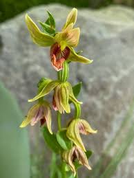 Image result for Epipactis africana