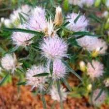 Image result for Dicoma anomala