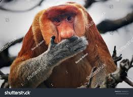 Résultat de recherche d'images pour "nasalis larvatus"