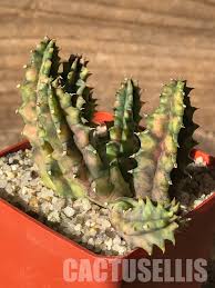 Image result for Huernia zebrina