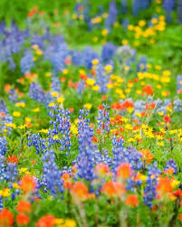 Come see why so many trust their floral needs with fleur de lis is a complete floral boutique providing fine art floral designs. Wildflower Viewing In Greater Portland The Official Guide To Portland