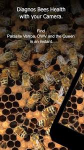 Beescanning Eng Free The B Bee Keeping Bee Types Of Bees