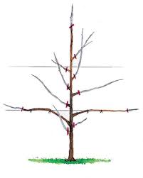 Spalierobst Richtig Schneiden Spalier Pflanzen Obstbaumschnitt