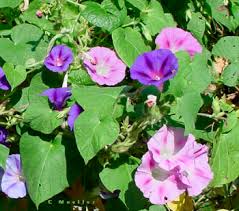 Maybe you would like to learn more about one of these? Morning Glories And Moonflowers