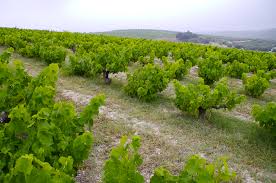 Detalle del borme de organico agricultura andalucia sl. Junta De Andalucia Agricultura Publica El Listado De Adjudicatarios De Nuevas Plantaciones De Vinedo Para El Ano 2018