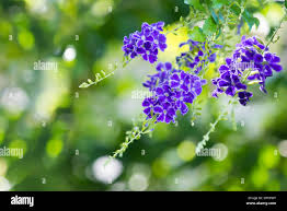 Image result for Duranta erecta