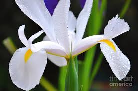 Image result for Iridaceae
