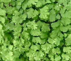 Image result for Adiantum schweinfurthii