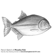 For the first few steps, don't press down too hard with your pencil. Piranha Pencil Drawing How To Sketch Piranha Using Pencils Drawingtutorials101 Com