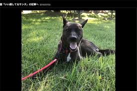 More images for 坂上忍 犬 » å‚ä¸Šå¿ãŒå¼•ãå–ã£ãŸ ä¿è­·çŠ¬ è„±èµ°ã§ãƒãƒƒãƒˆã«ã‚ãµã‚Œã‚‹å¿ƒé…ã®å£° Smart Flash ã‚¹ãƒžãƒ•ãƒ© å…‰æ–‡ç¤¾é€±åˆŠèªŒ