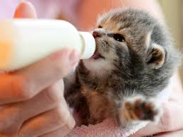 How are you feeding your cat now? Kitten Formula Recipes And How To Bottle Feed A Kitten
