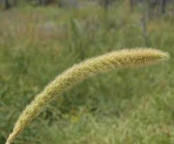 Image result for Setaria longiseta