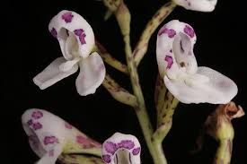 Image result for Disa saxicola