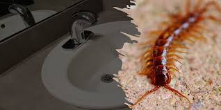 Immediately clear plates from the table after eating, sweep away dropped crumbs and thoroughly clean away spills. How To Keep Centipedes From Coming Up The Drains And Sink