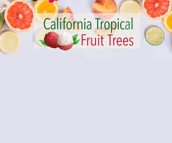 Shop.alwaysreview.com has been visited by 1m+ users in the past month California Tropical Fruit Tree Nursery