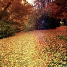 Maybe you would like to learn more about one of these? Daun Wallpaper Sc Iphone7