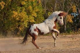 Learning Photography Online Horses Mustang Horse Pretty Horses