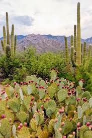 Tucson / lazydays koa resort is located in tucson, arizona and offers great camping sites! 800 Desert Ideas Cacti And Succulents Cactus Flower Cactus Flowers